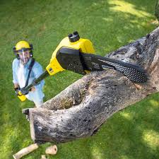 Best Lawn Dethatching Services  in Lakeside, FL