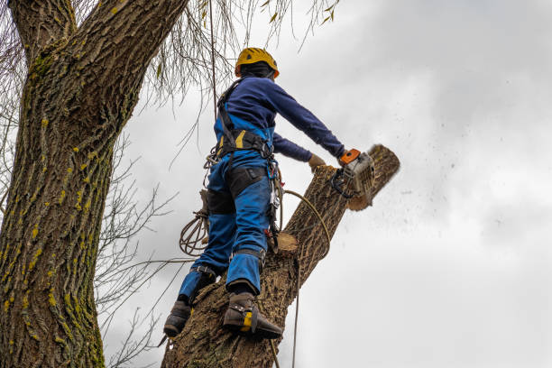 Tree and Shrub Care in Lakeside, FL